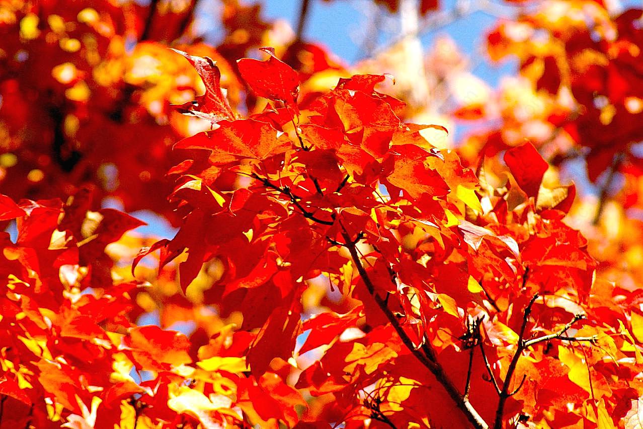 秋天火红图片枫叶