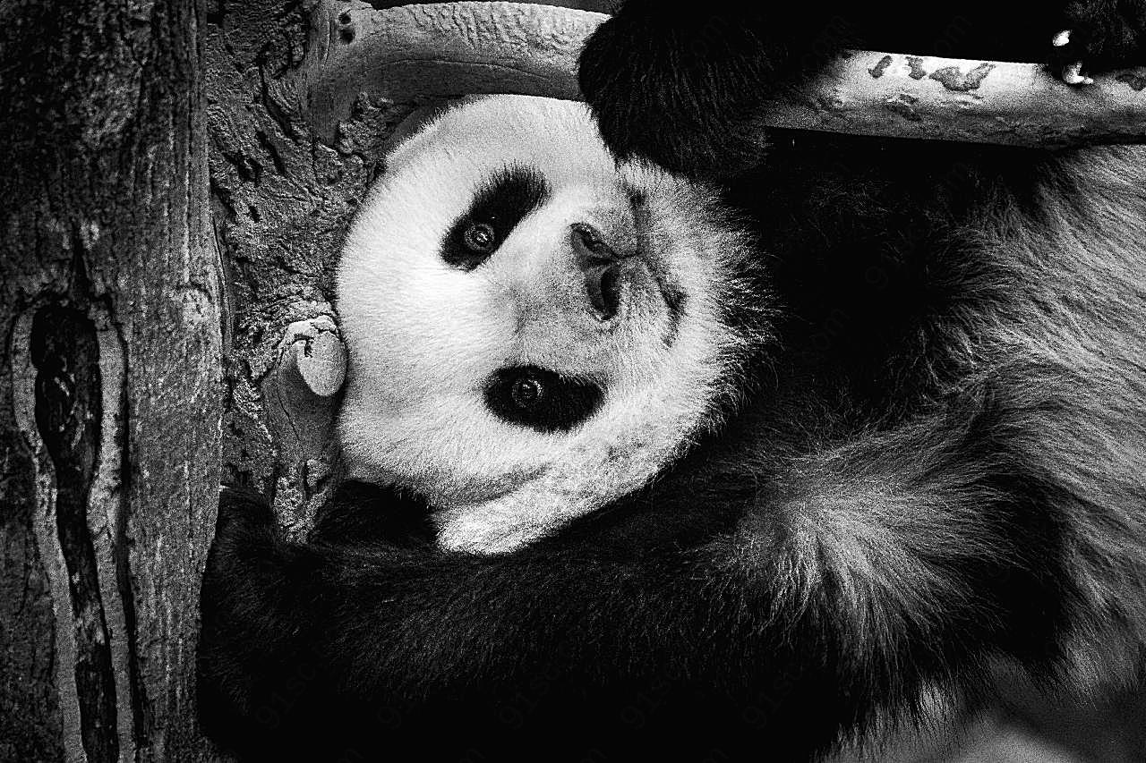 国宝熊猫黑白图片高清摄影