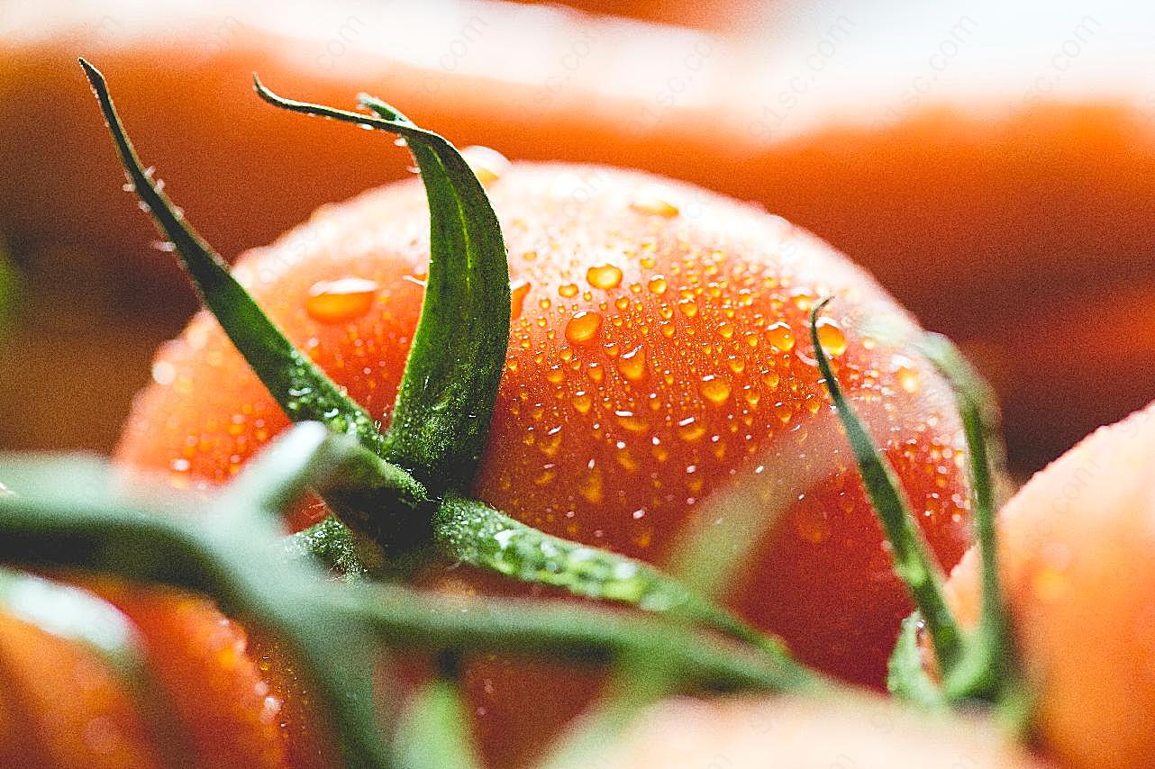 西红柿局部图片生物