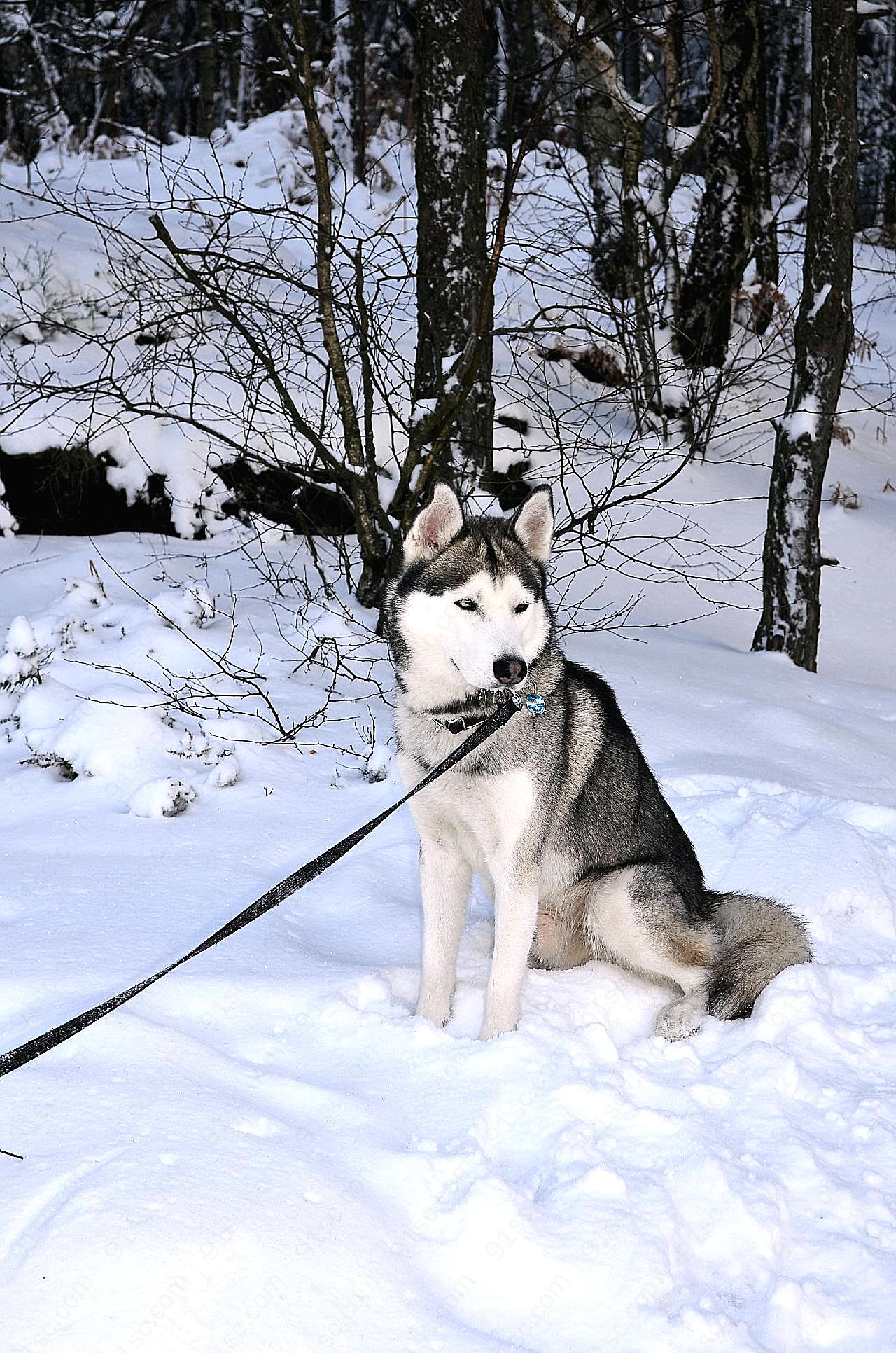 呆萌哈士奇雪橇犬图片狗