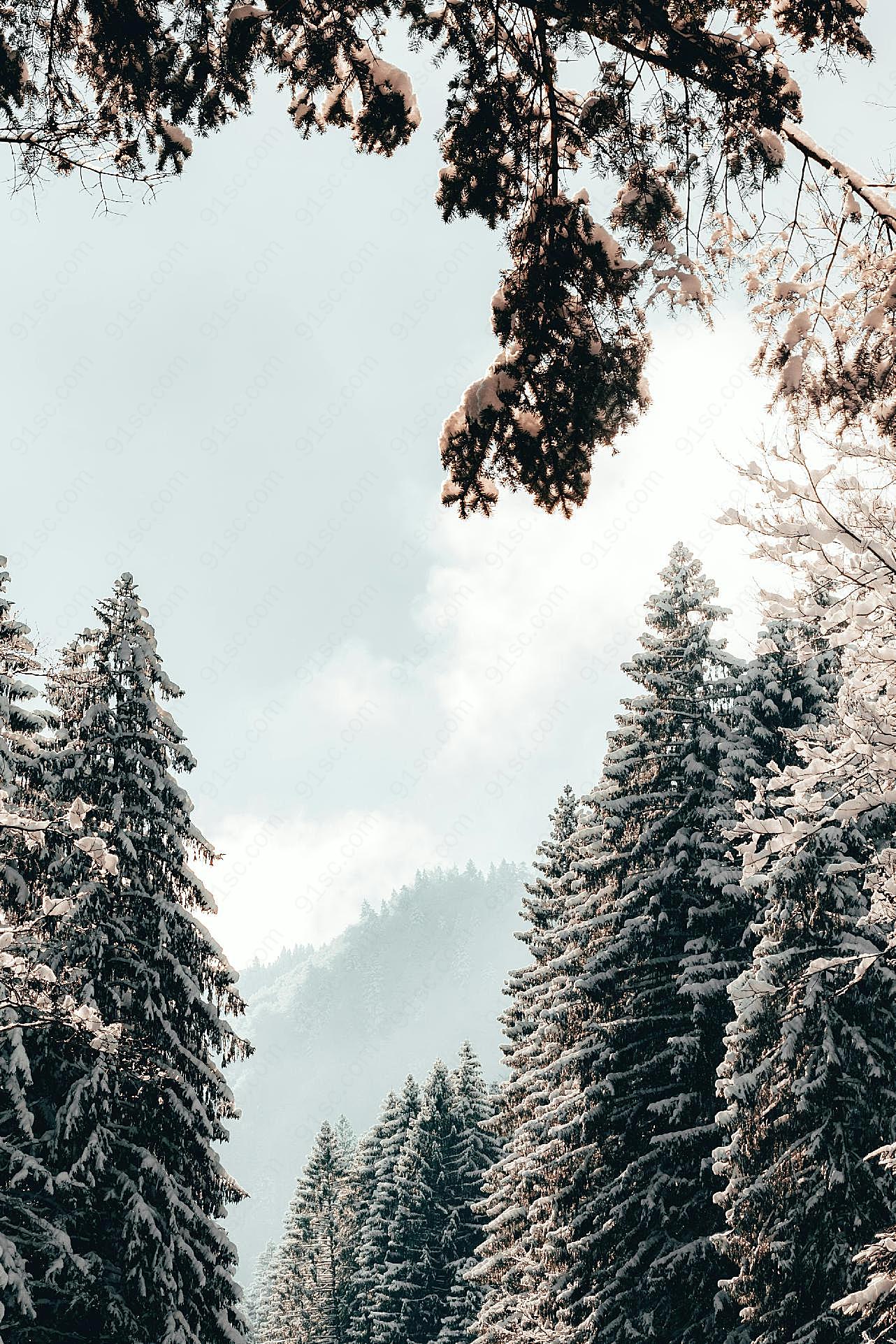 冬季雪松树木图片景观