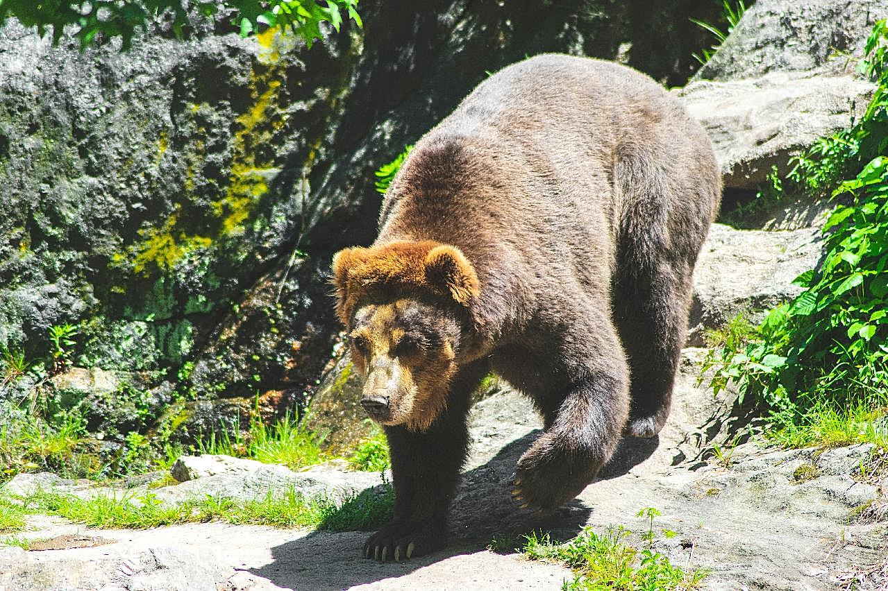 体型庞大的棕熊图片动物图片