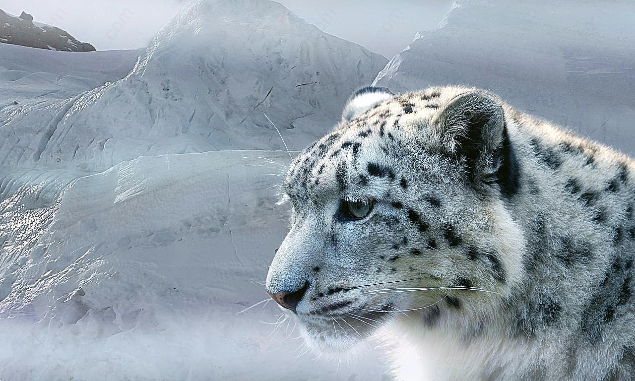 高清西藏雪豹图片动物图片