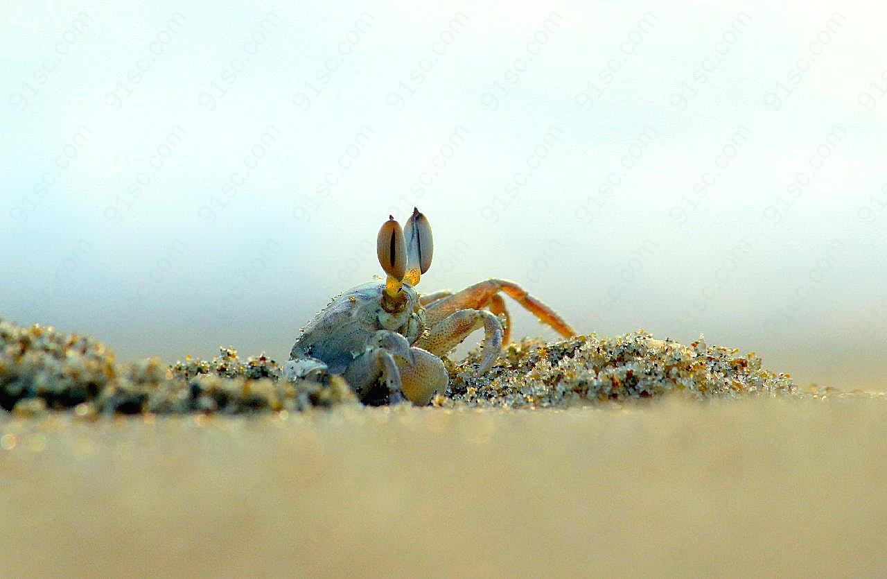 沙滩海蟹图片高清