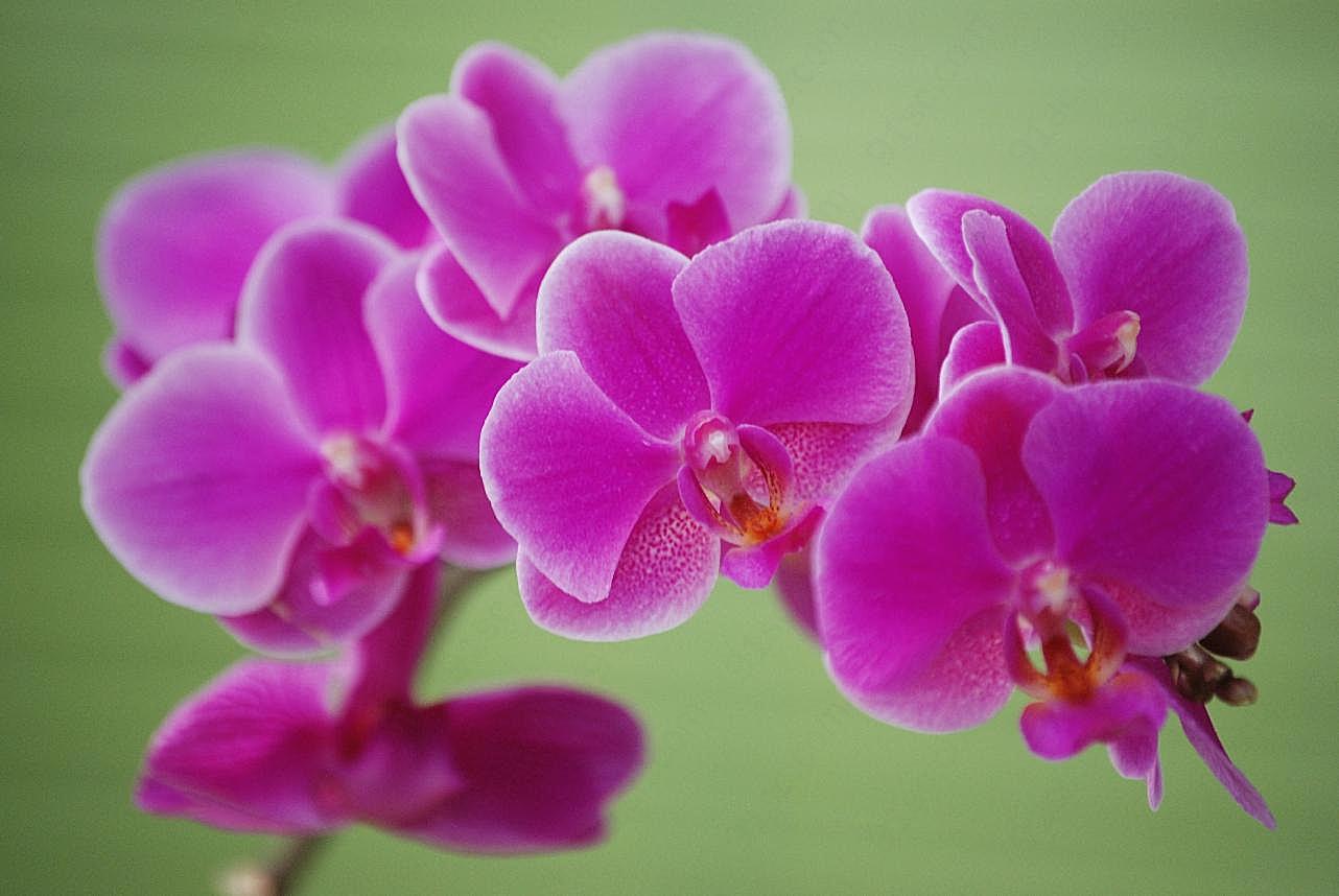蝴蝶兰盆栽花朵图片高清摄影
