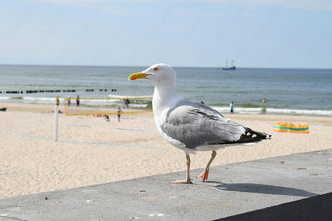 海鸥海鸟图片高清