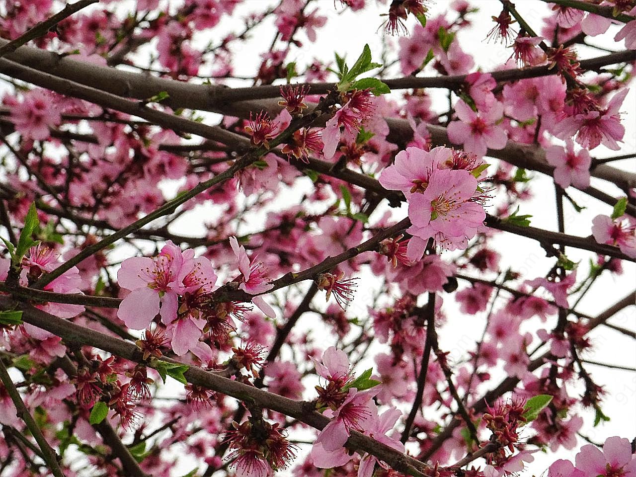 三月桃花盛开图片高清摄影