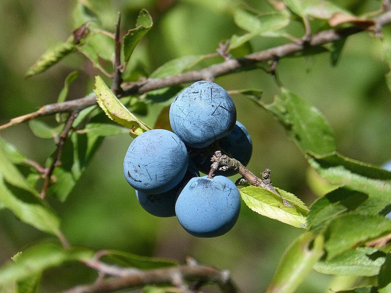 蓝莓浆果摄影图片高清