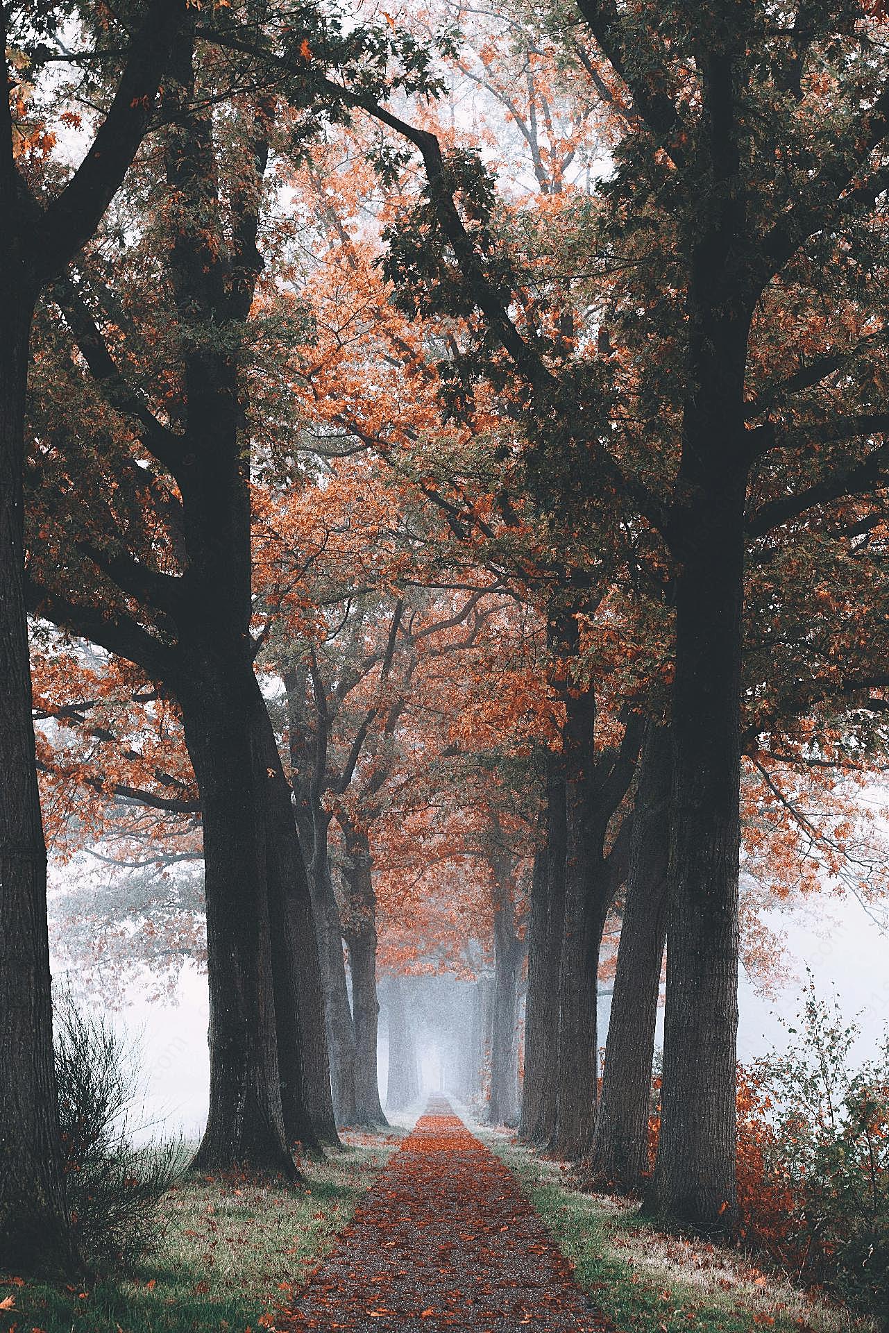 秋季落叶意境图片树林