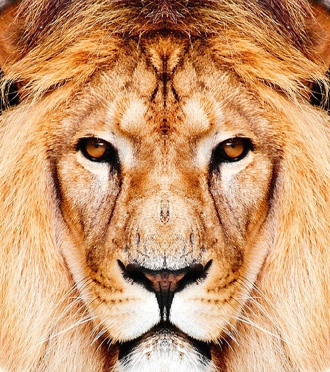 高清非洲狮子图片下载动物图片