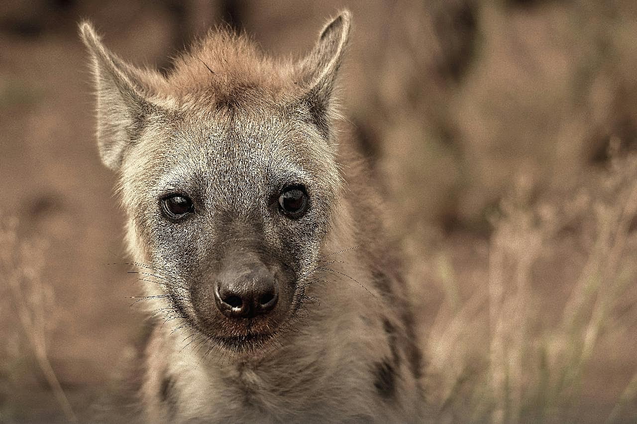 斑鬣狗图片动物图片