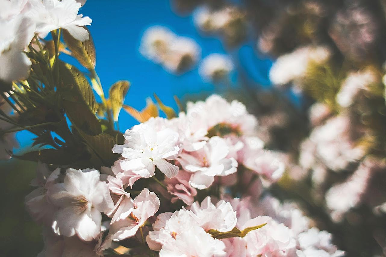 春日花朵图片花的