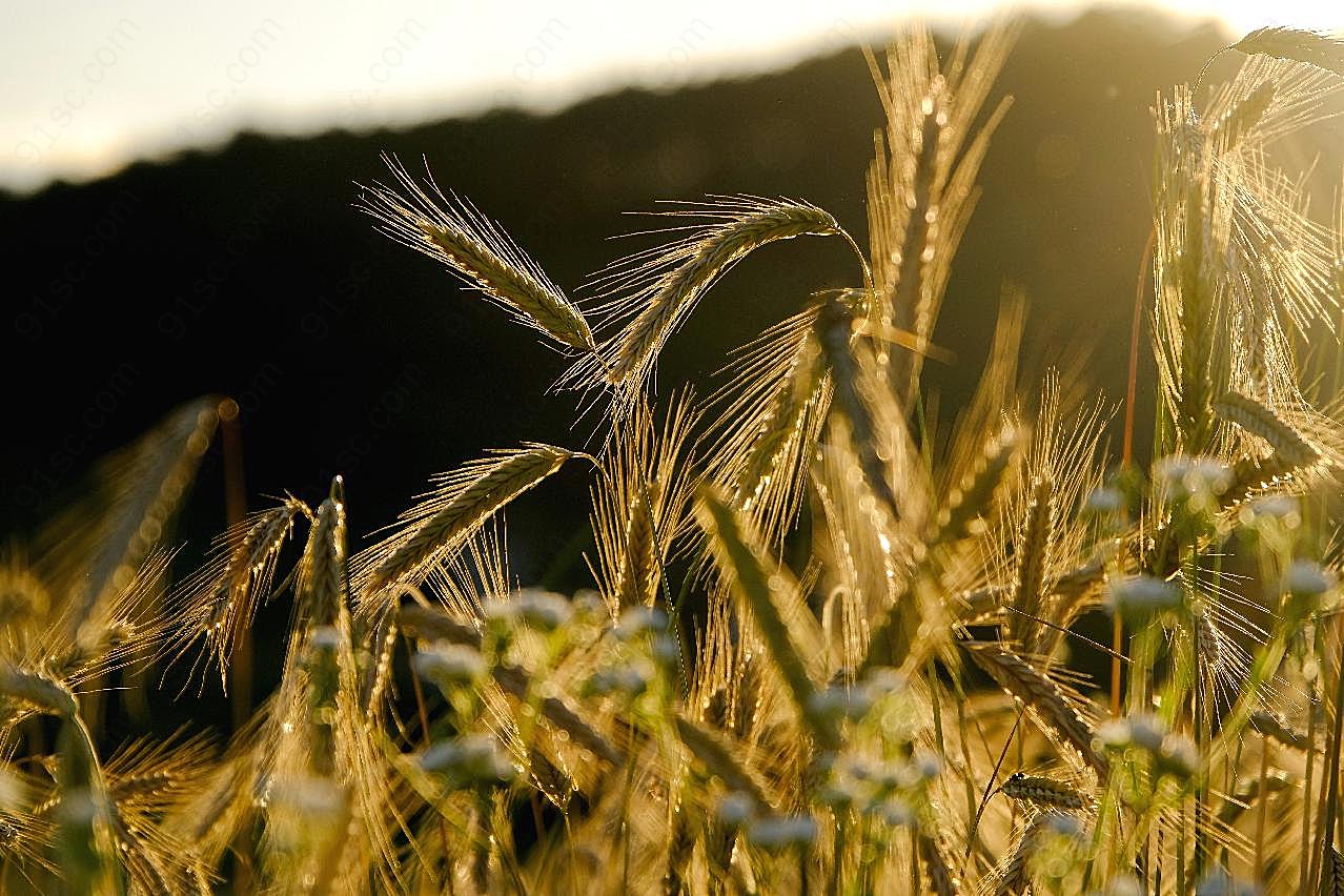 清晨小麦背景图片风景