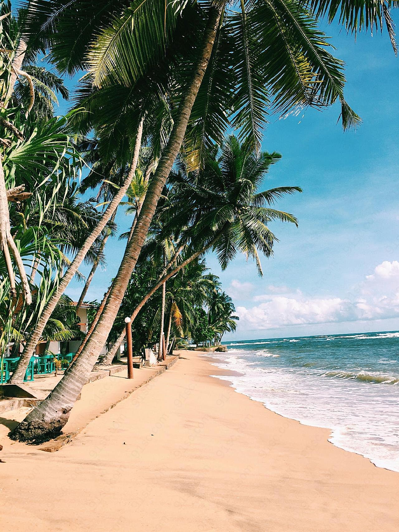 海边沙滩棕榈树图片自然