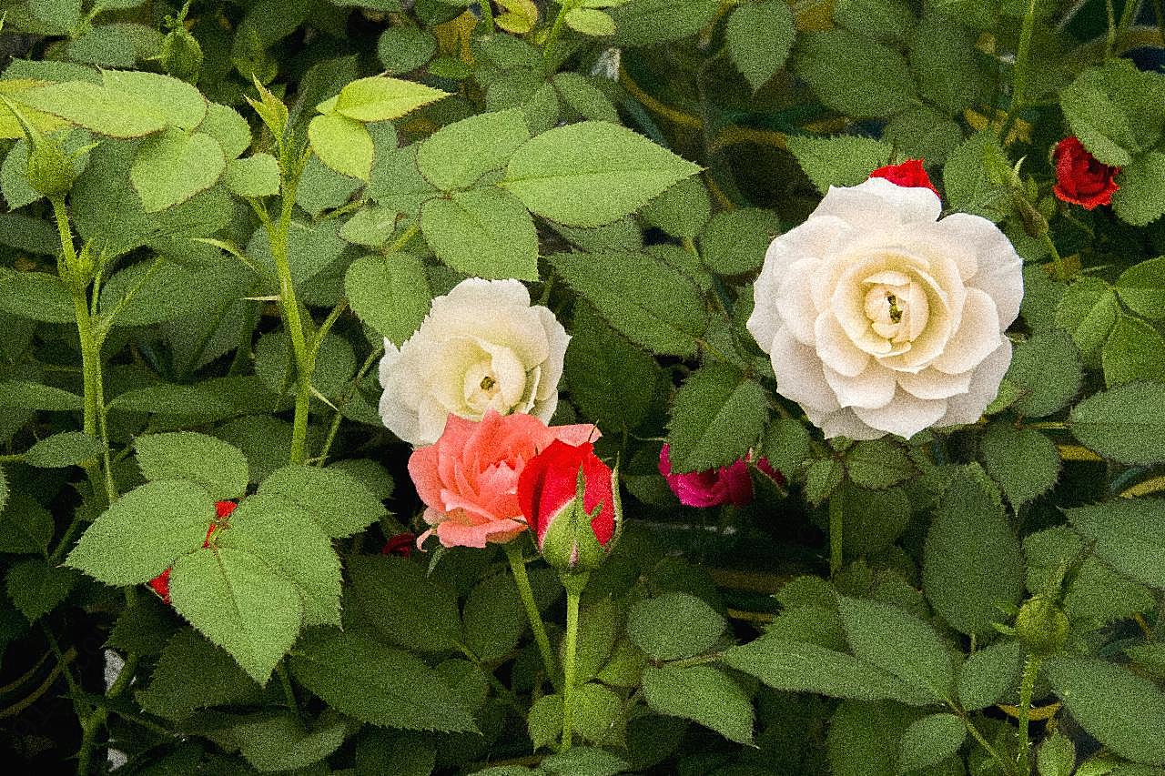 花园开放图片玫瑰花