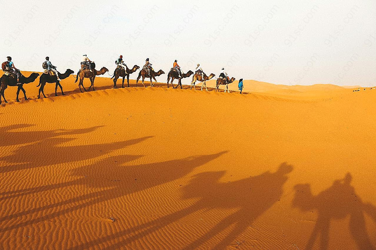 骆驼队伍摄影图片风景