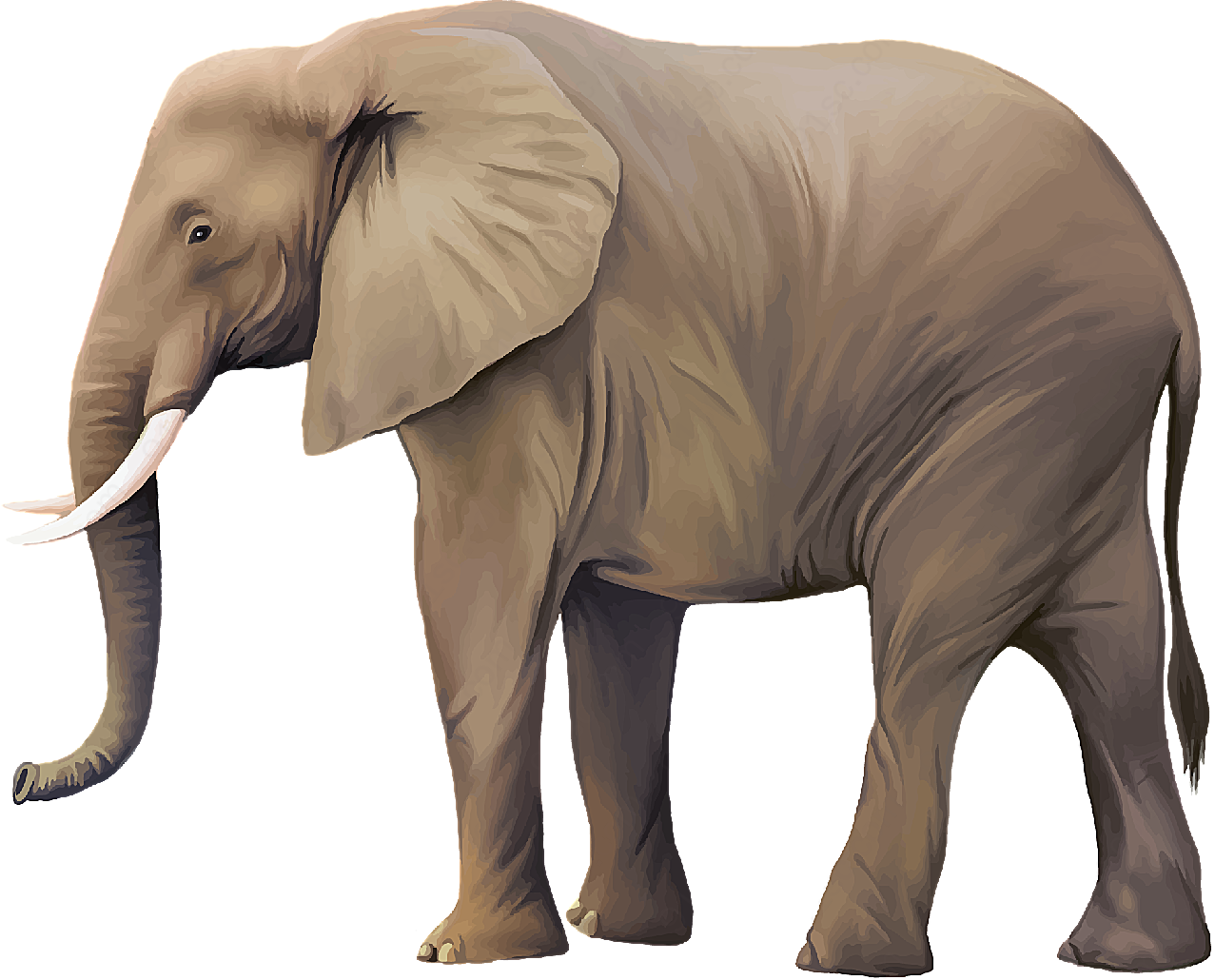 大象矢量素材矢量野生动物