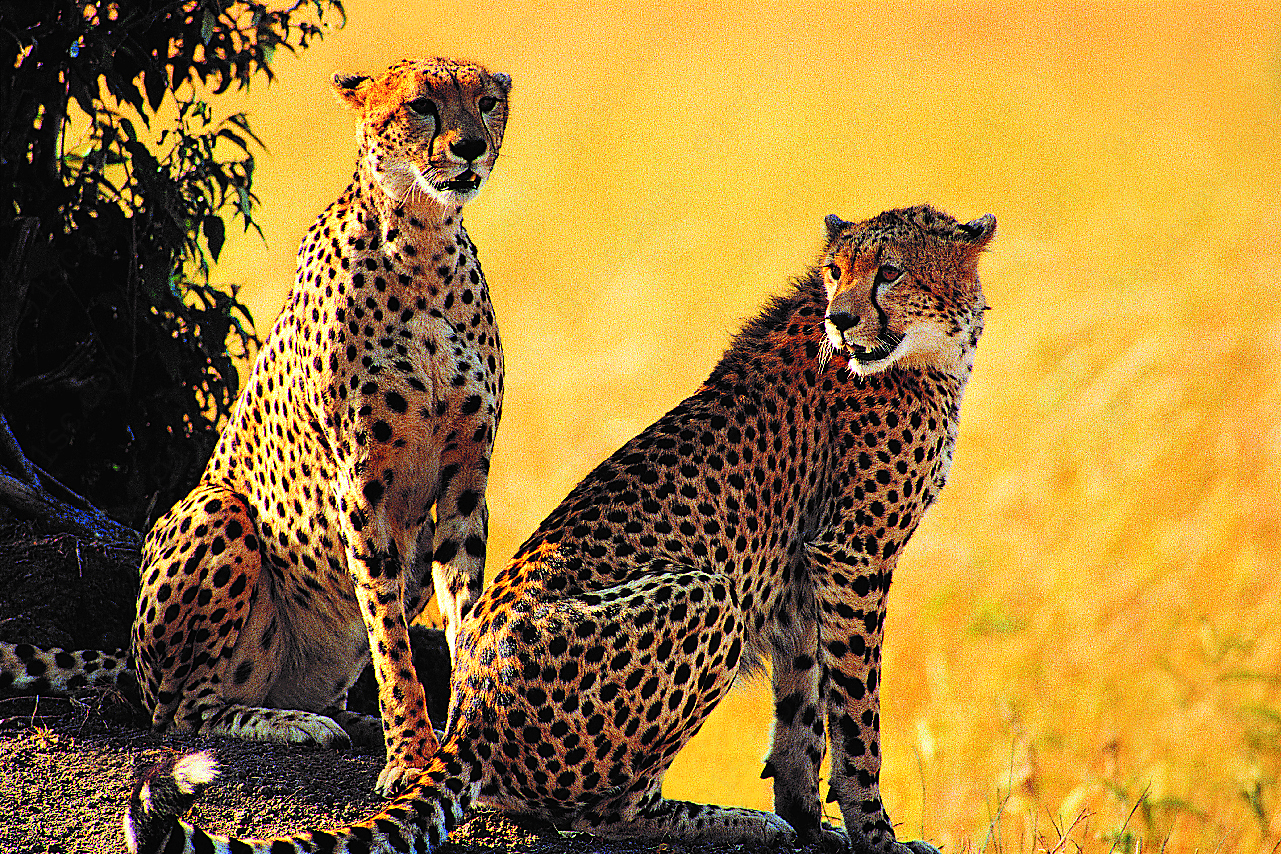 两只非洲猎豹图片摄影高清