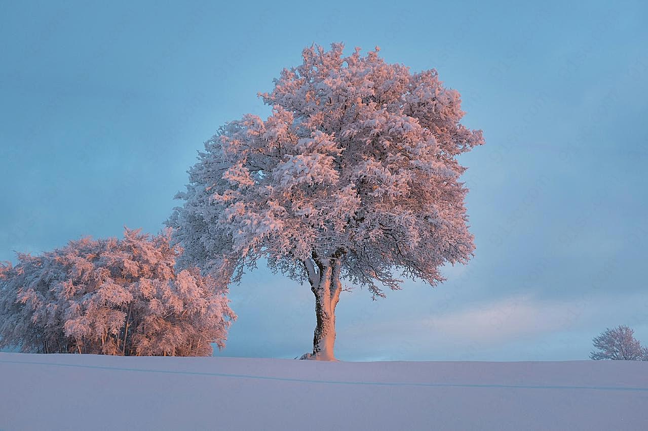 冬天树木图片风景
