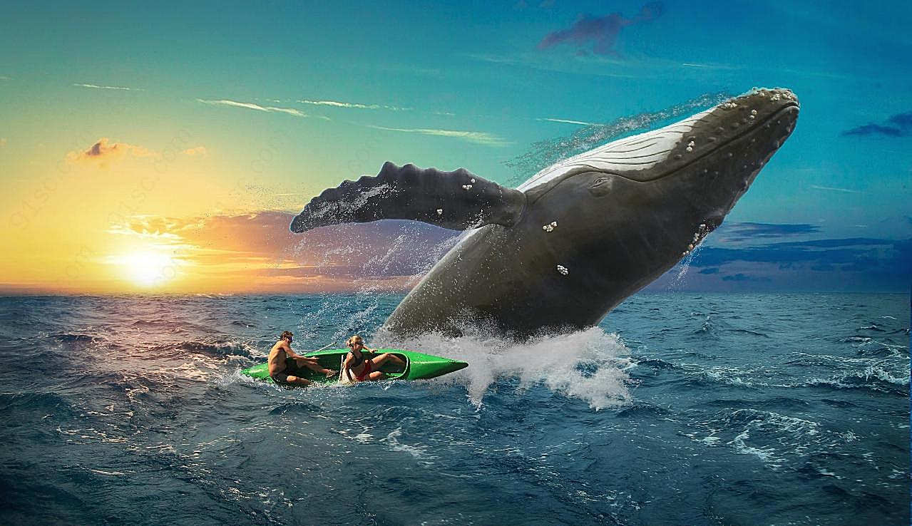 跃出海面大鲸鱼图片海洋生物