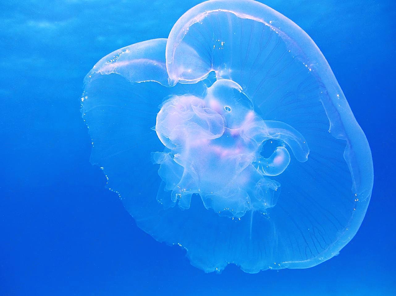 海月水母的图片高清摄影