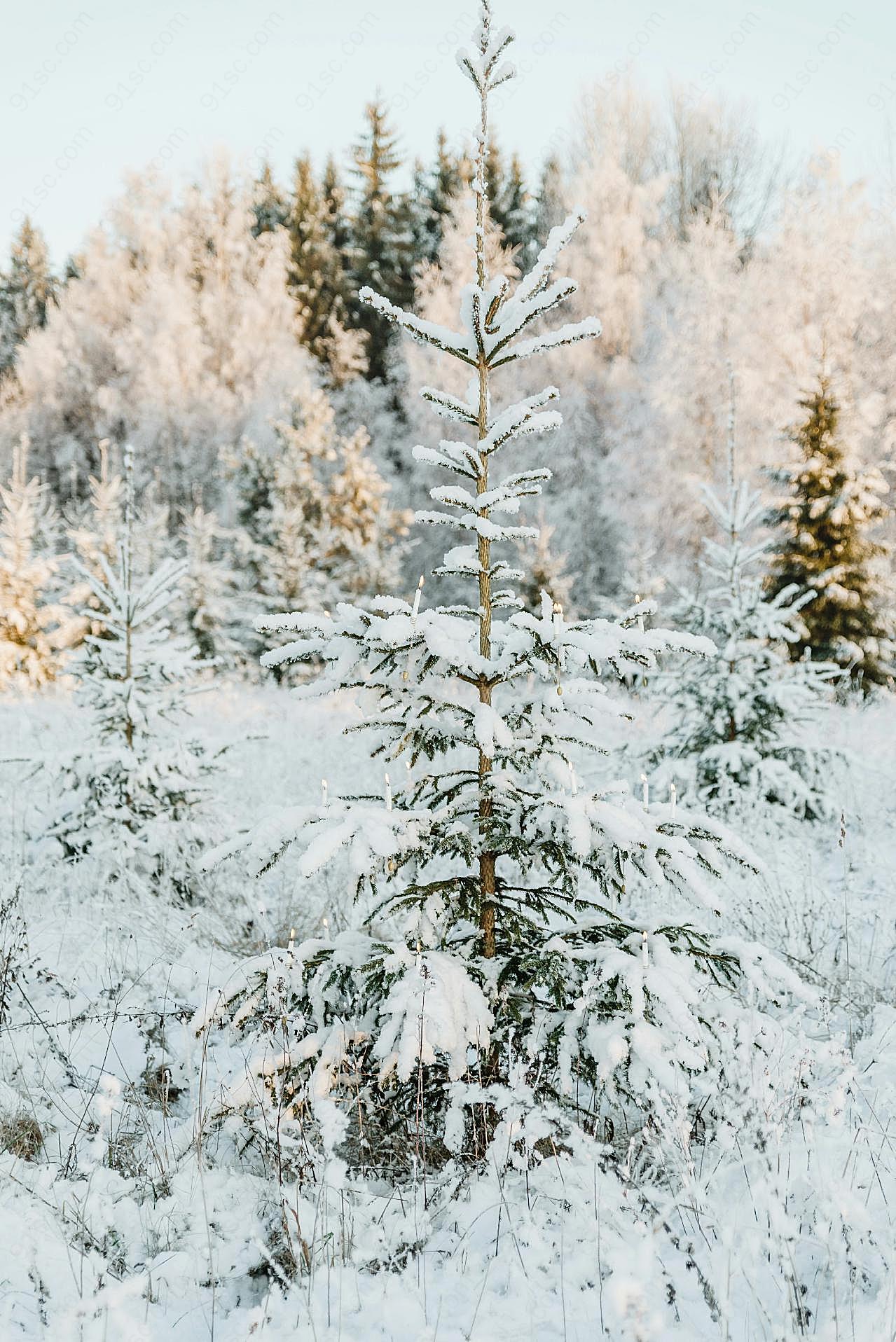 冬日白雪风景图片自然
