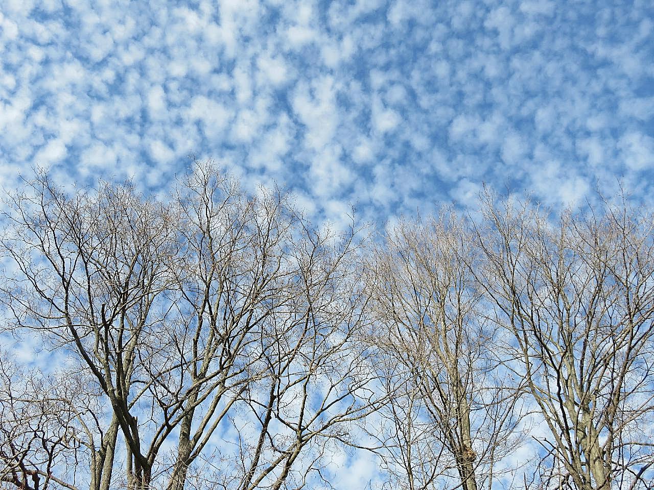 天空白云树木图片自然摄影