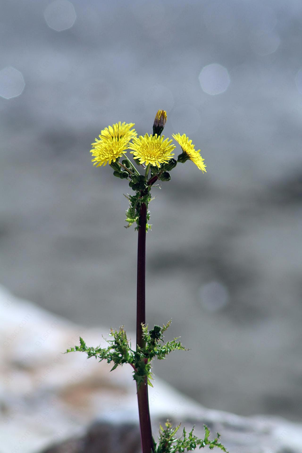 一株花图片摄影高清