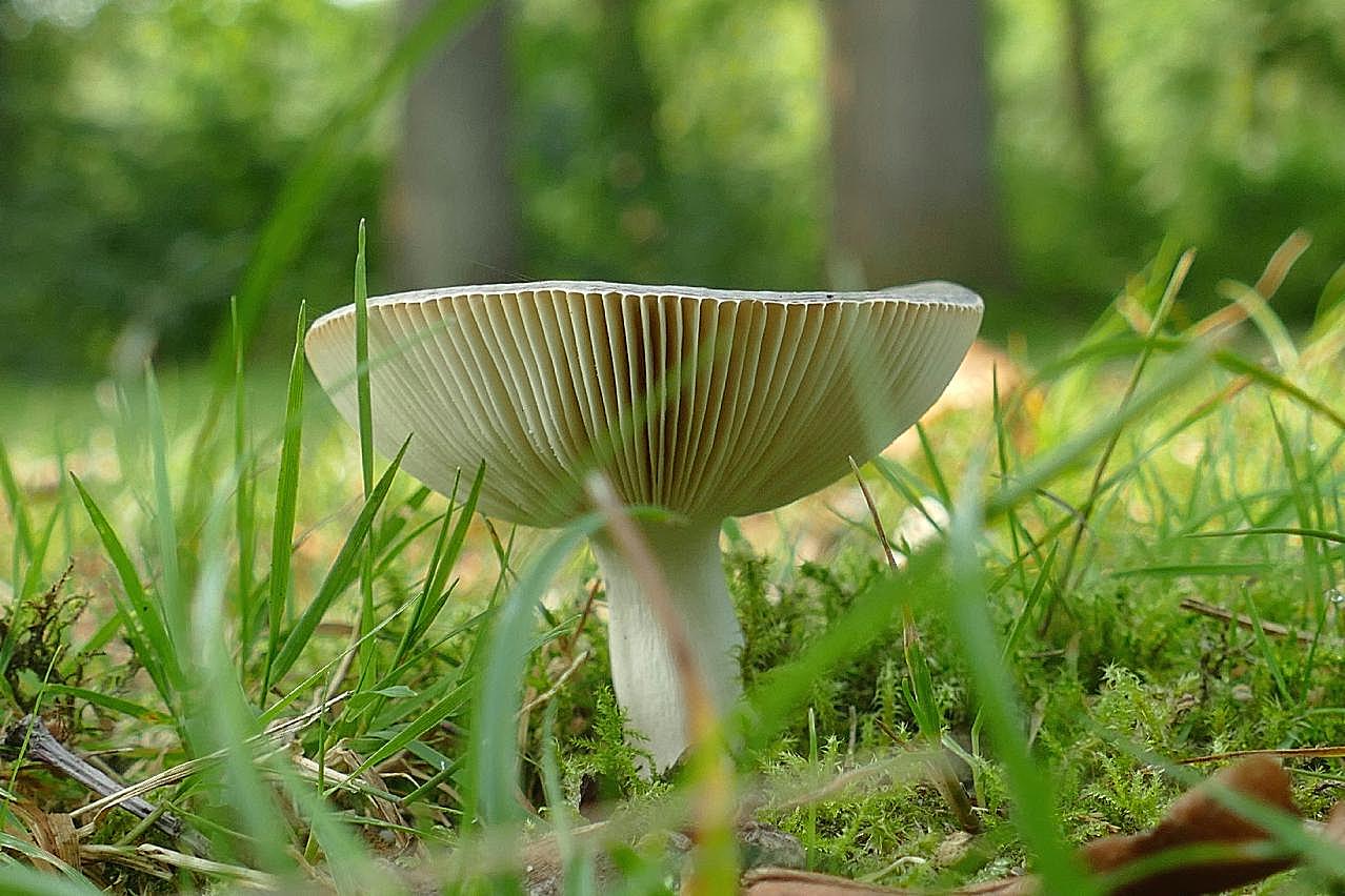 草地漂亮白图片摄影高清