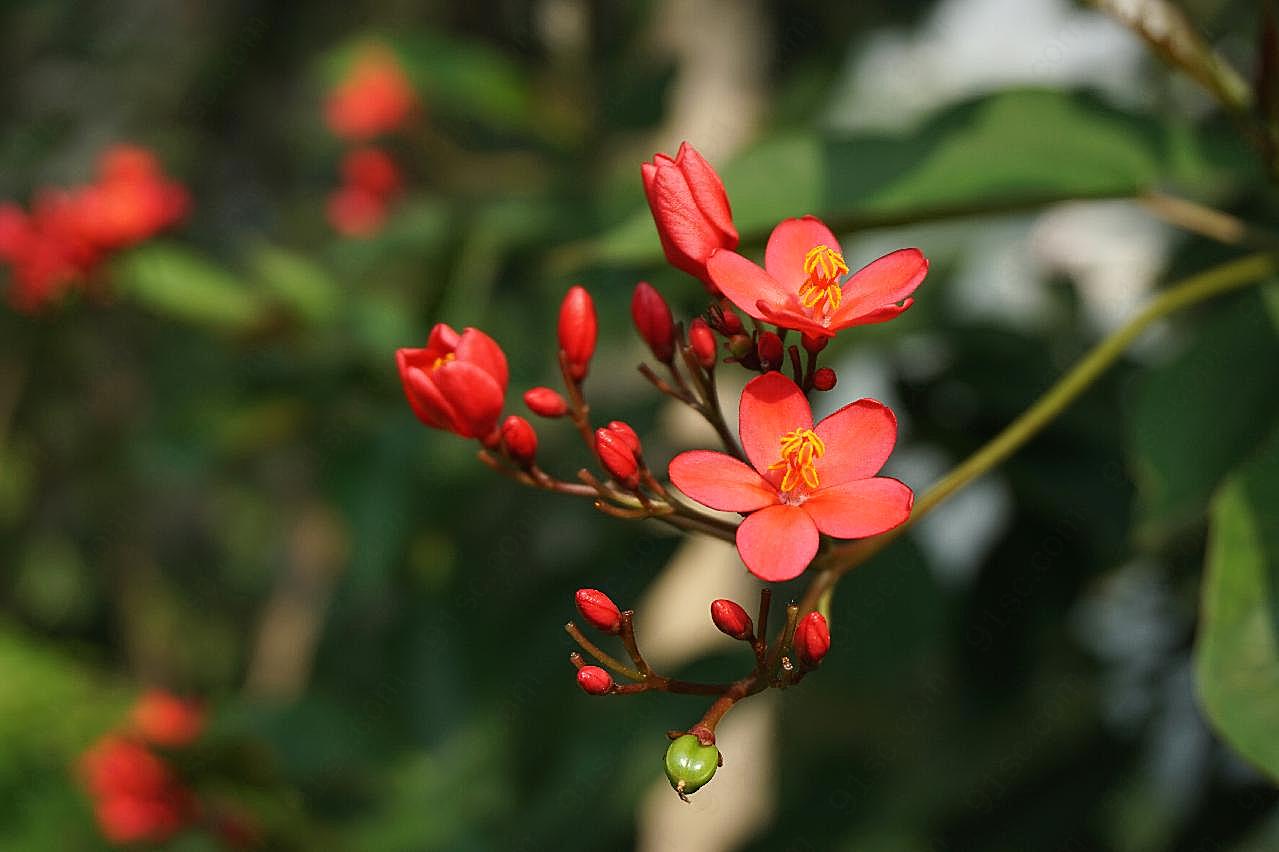 花枝图片海棠花