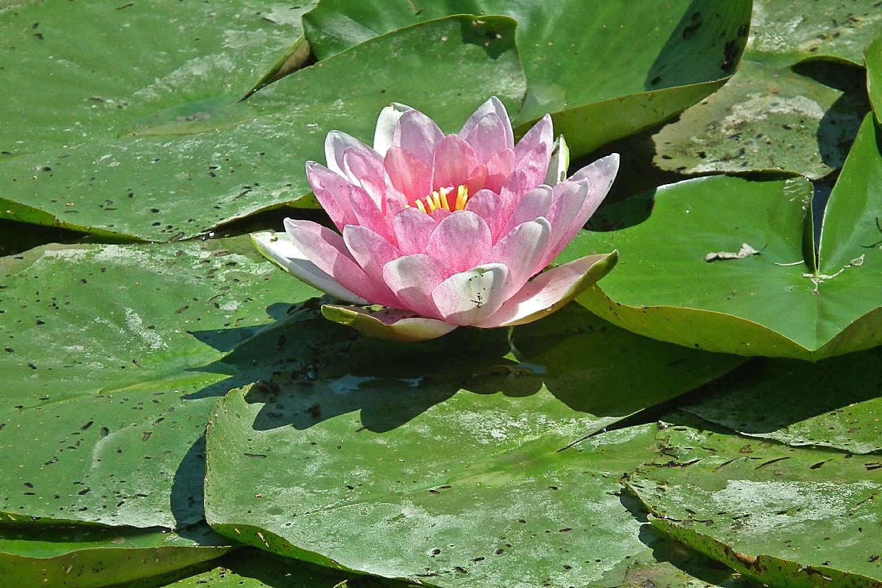 池塘睡莲花朵图片摄影