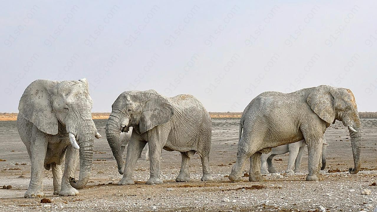 非洲大象图片动物图片