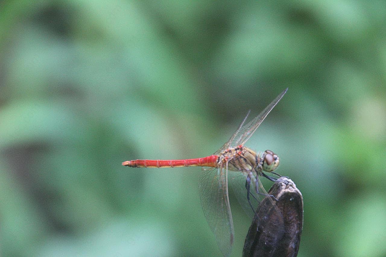 一只红蜻蜓图片生物