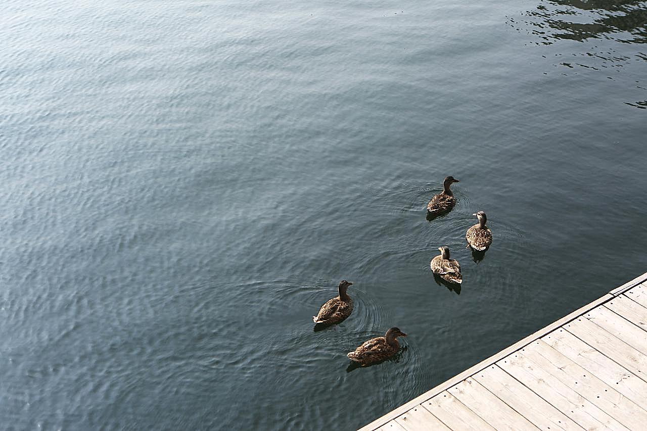 湖中鸭子图片家禽