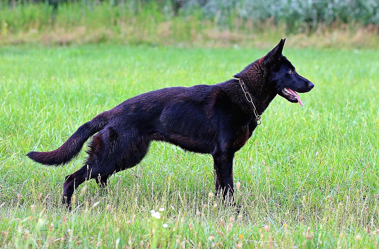 纯德国牧羊犬图片动物图片