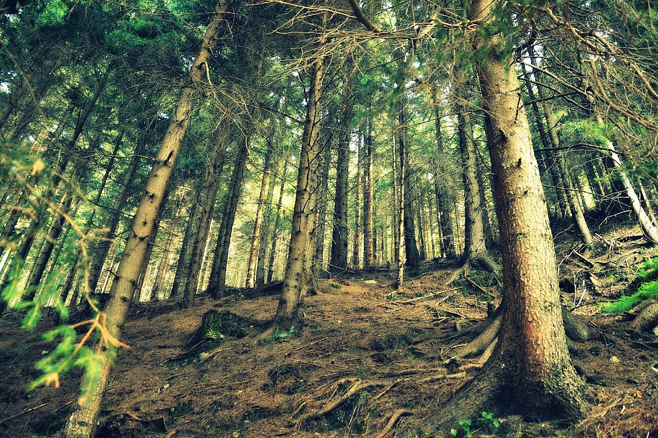 松图片风景