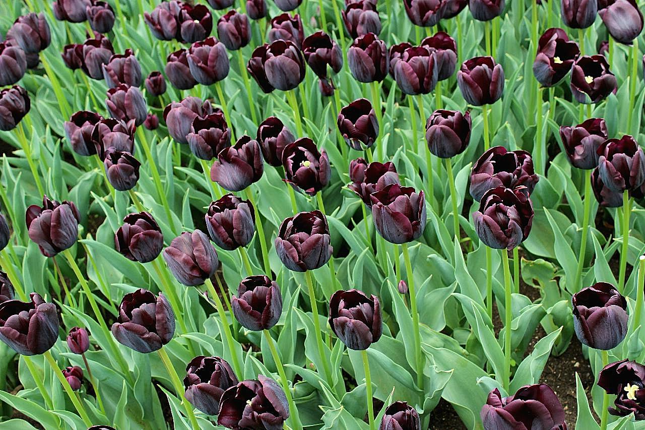 紫黑花图片摄影高清