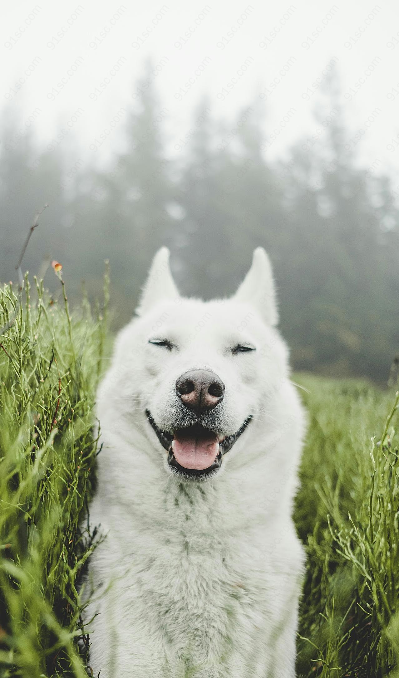 雪橇犬哈士奇图片摄影高清