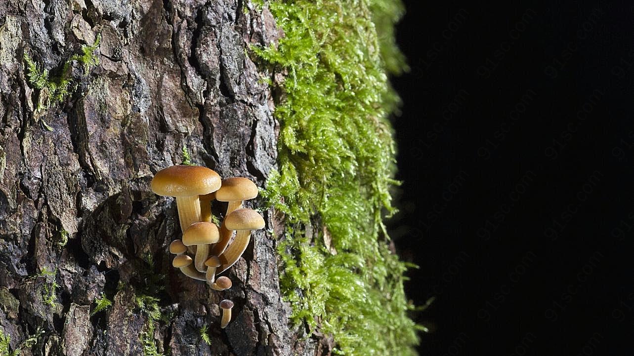 树上滑菇图片蘑菇