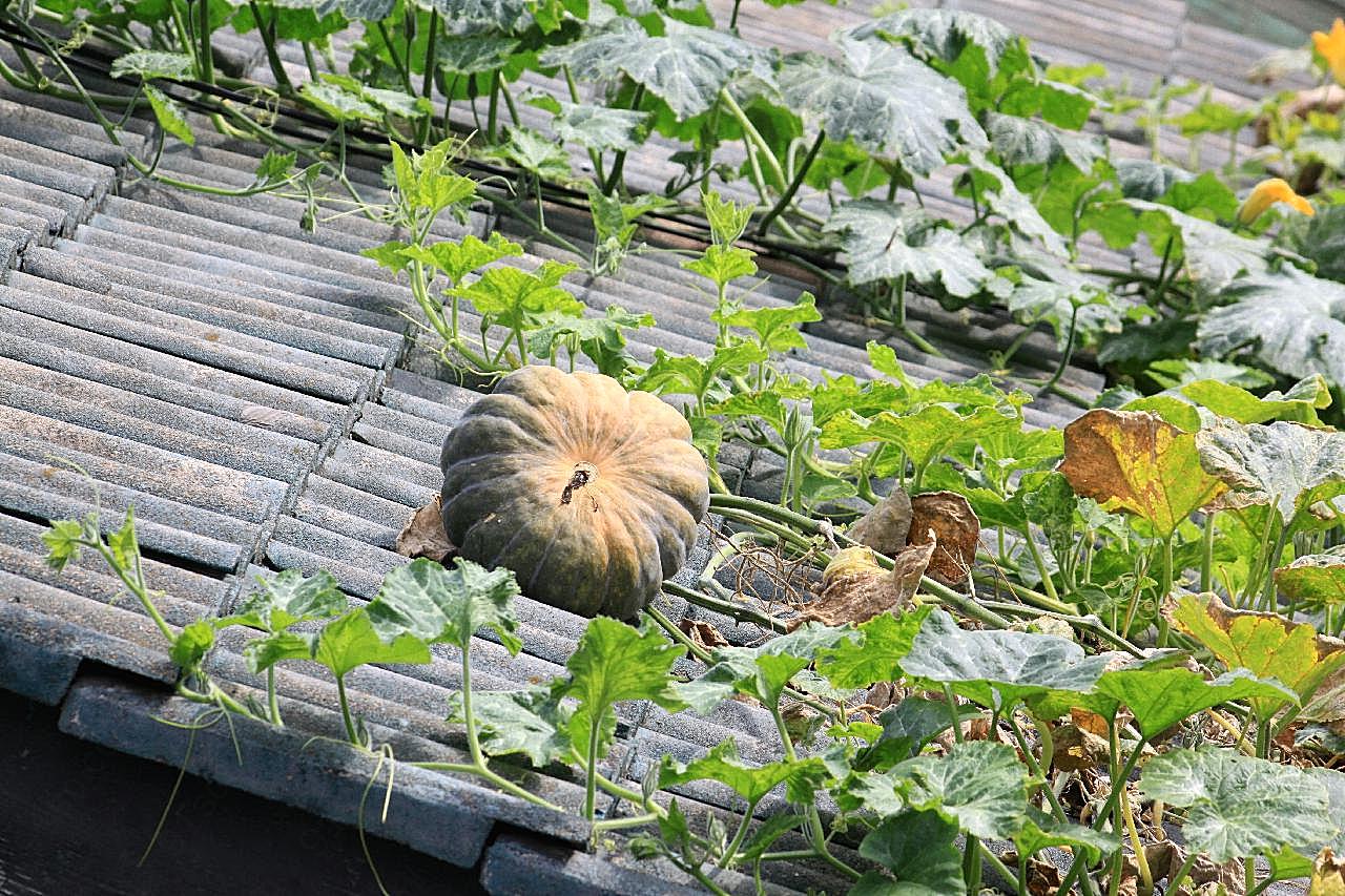 屋顶上的南瓜图片生物摄影