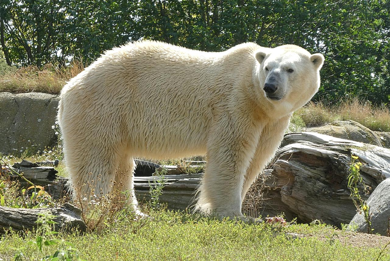 野生北极熊图片摄影高清