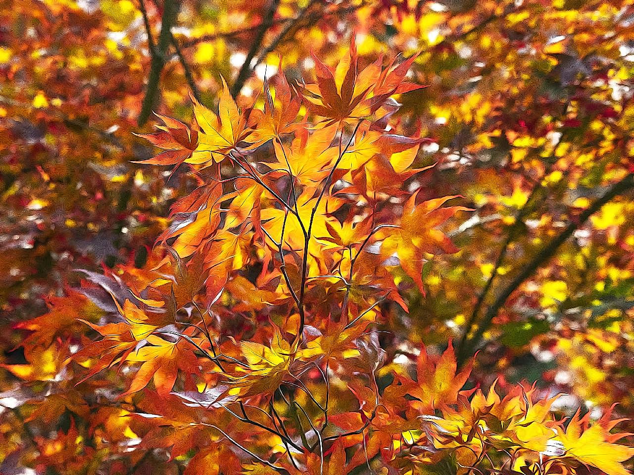 秋季观赏红图片枫叶