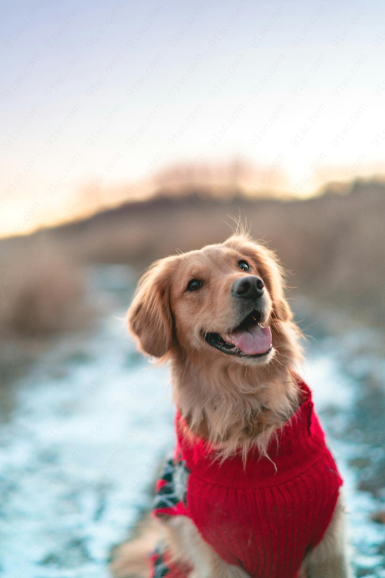 乖巧纯种大金毛犬图片狗