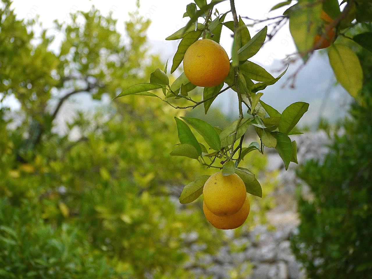 树枝上的橙子图片高清