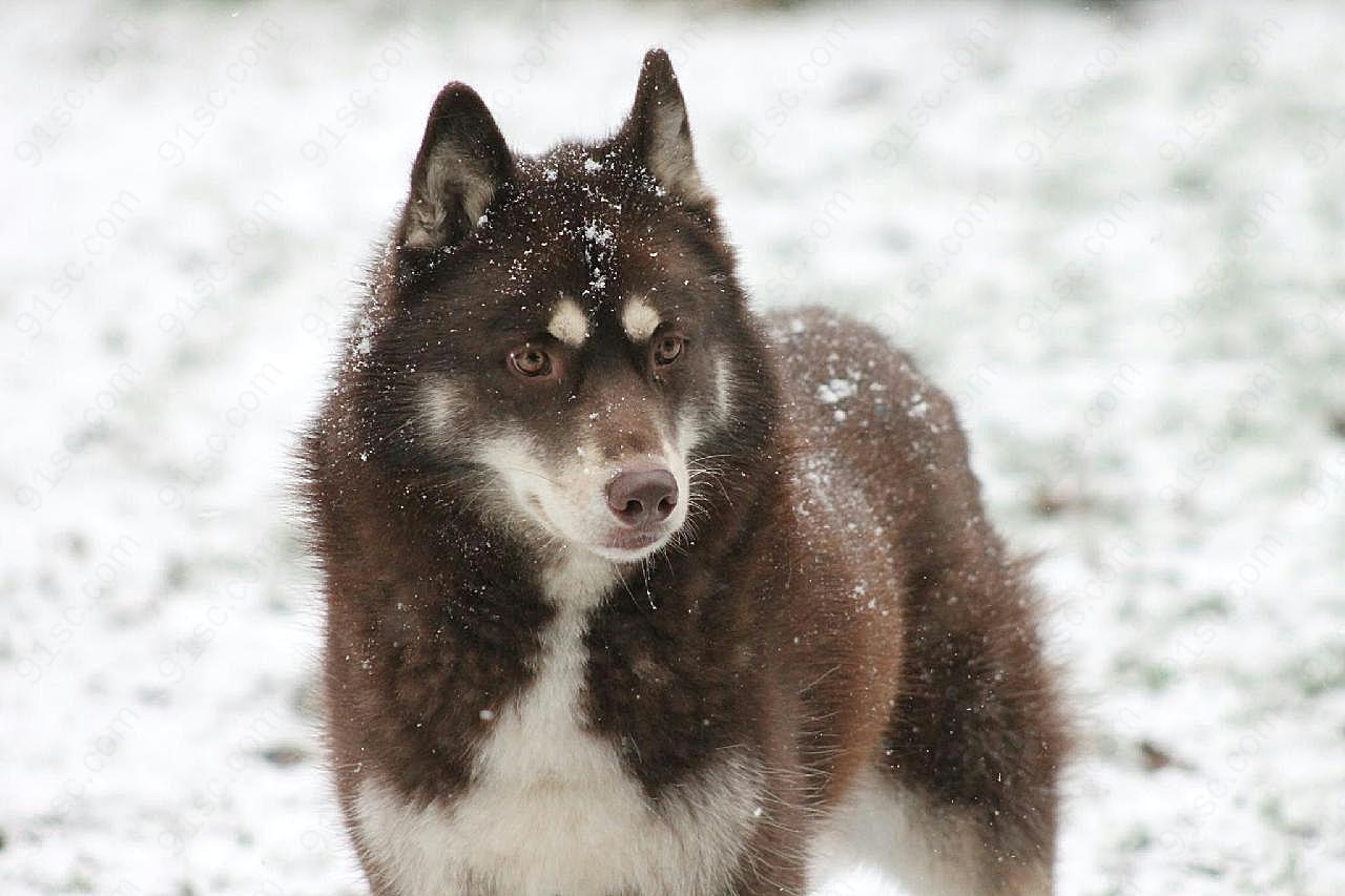 雪地雪橇摄影图片狗