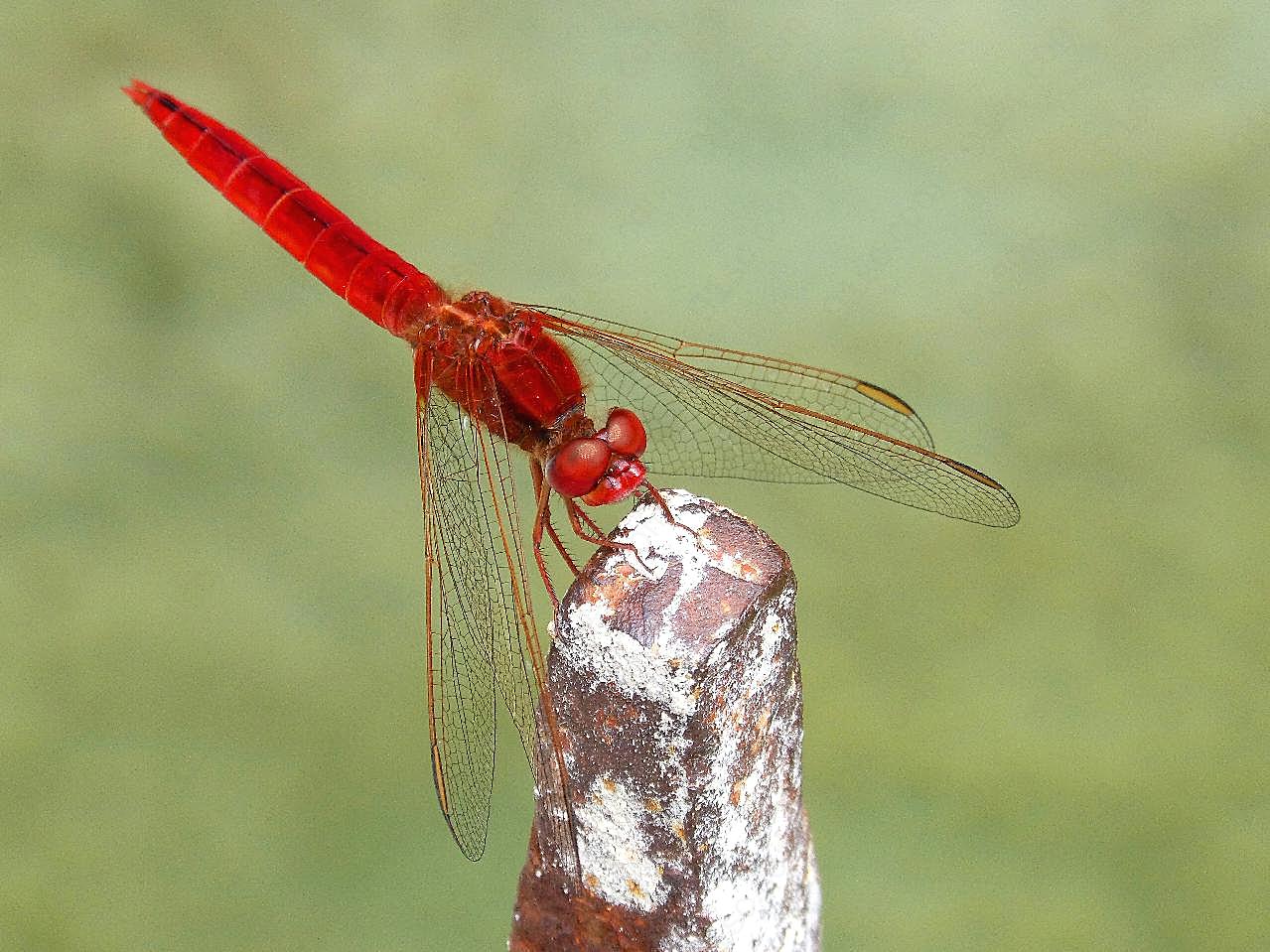 漂亮红蜻蜓图片高清摄影