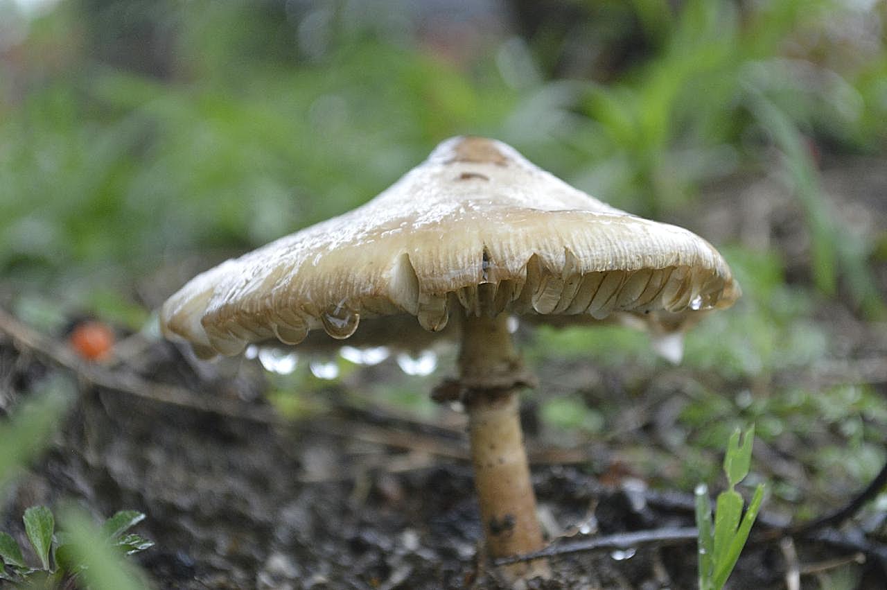 雨后白图片蘑菇