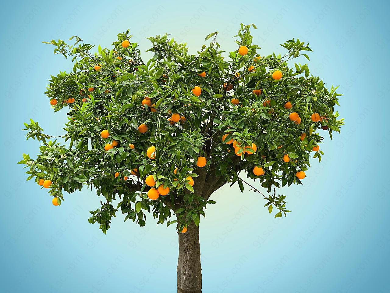 一颗橙子树图片风景