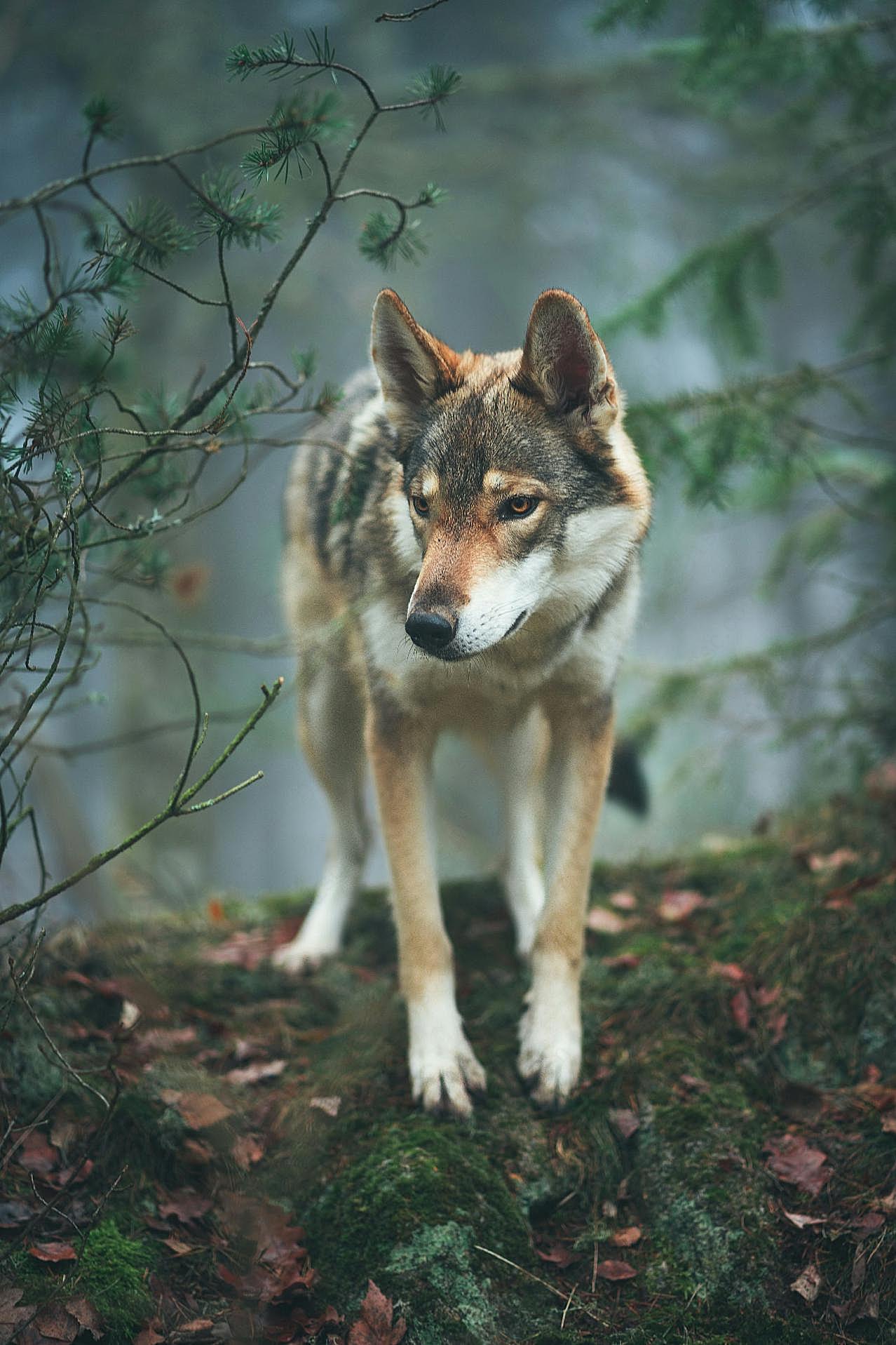 野生森林狼图片动物图片