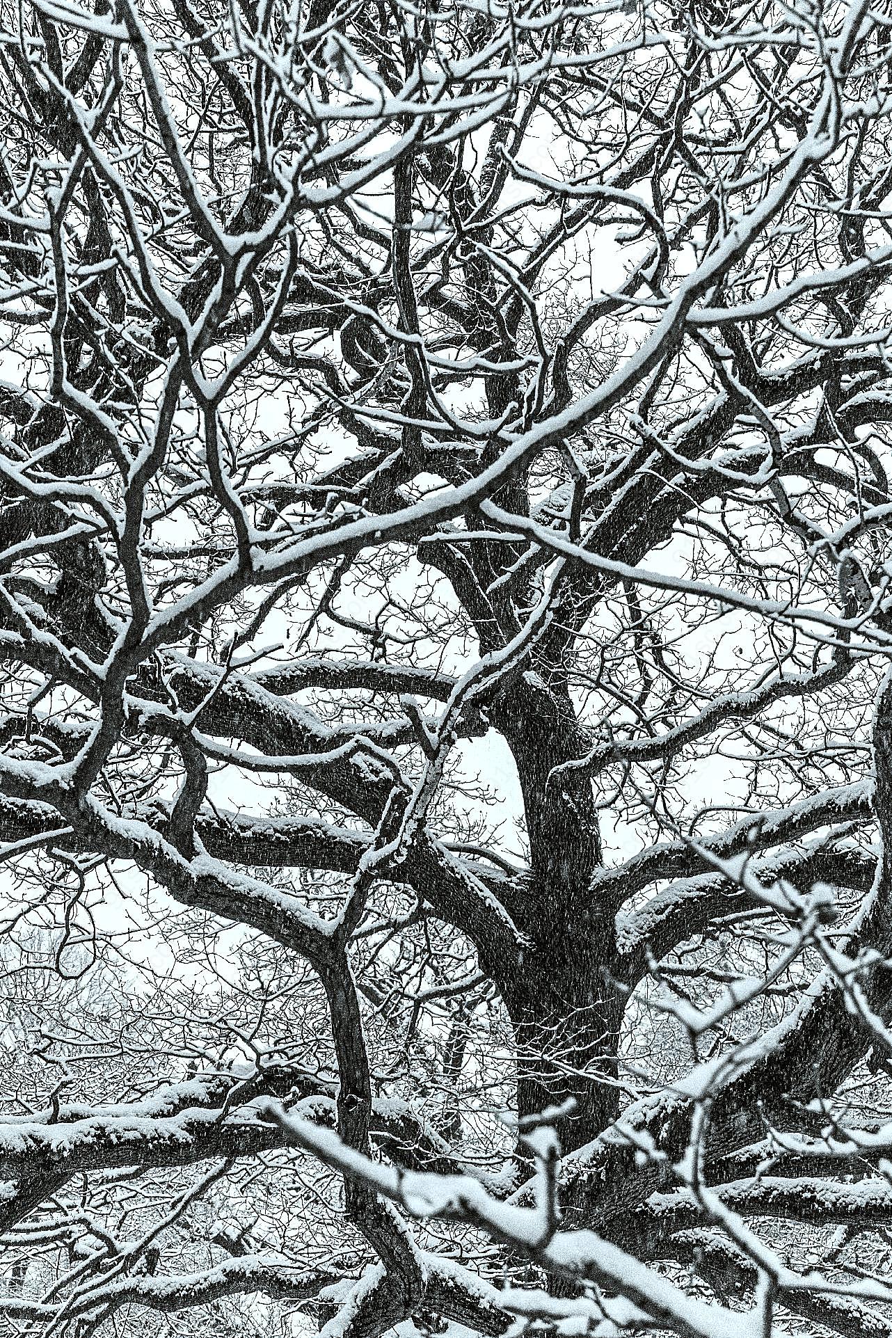 树木冬季图片景观